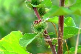 Velcro on green burdock on a blurred background