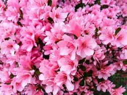 Pink flowers bush