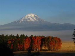 Forest and snowy mountain