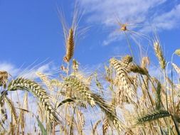 wheat field against a blue sky close-up