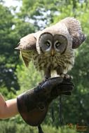 lapland owl sitting on the human hand on a blurred background