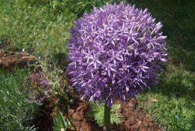 early purple allium globemaster flower