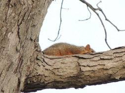 squirrel on a forest tree