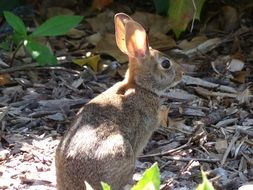 cute brown rabbit