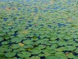 Aquatica plants in Amazona