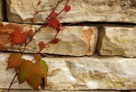 maple branch on brick wall background