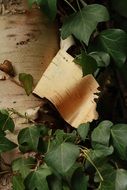 Beautiful wooden trunk near the green leaves