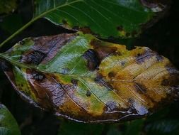 autumn spotted leaf on water close-up