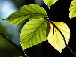 Beech branch with green leaves