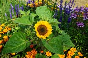 garden bed with summer flowers