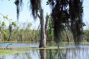old tree in a pond