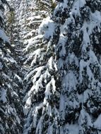 landscape of fabulous winter forest