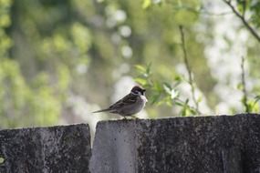 spring nature and a sparrow bird