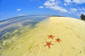 starfish on the beach near the ocean