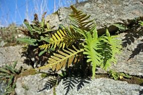 fern plant on the rocks