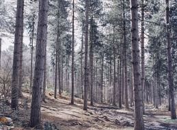 coniferous forest close up
