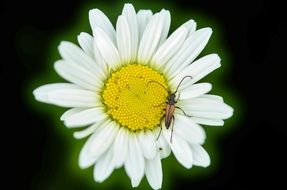daisy animal close up