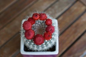 cactus succulent with red flowers