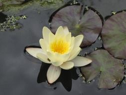 floating white water lily