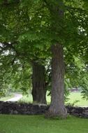 stone wall organic outdoors