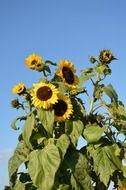 sunflowerblossom flower nature