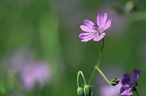 photo of a purple flower on the field