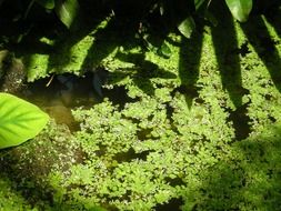 Green plants in a pond