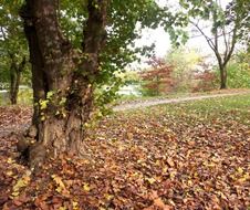 Foliage fall in autumn