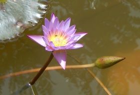 water lily in water