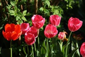 Colorful blossoming tulips in the garden in spring