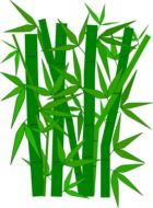 drawing green bamboo