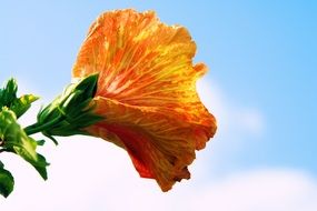 hibiscus sky flower