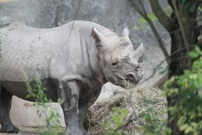 Rhino in the wild of Africa