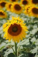 splendiferous sunflowers on the field