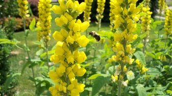 honey bee on yellow flower with pollen