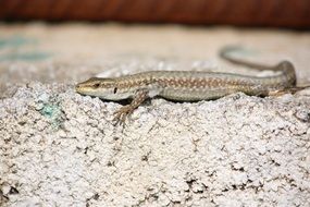 lizard on stone Eremias velox, Rapid Racerunner