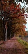 path in forest autumn trees