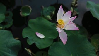 water lily flower with partly fallen petals on green leaves