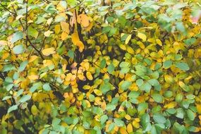 yellow and green leaves on a bush in the forest