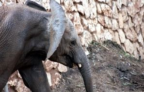 mammal elephant park safari