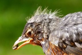 bird with insect in its beak
