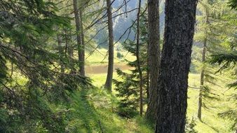 landscape with green trees