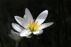 Beautiful white and yellow flowers