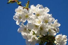 white flowers on a cherry tree