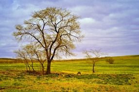 nely tree in a colorful landscape field