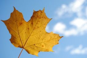 autumn maple leaf at blue sky