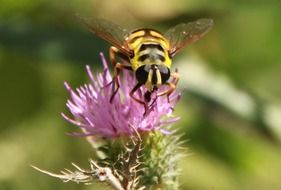 flower fly on a pink flower