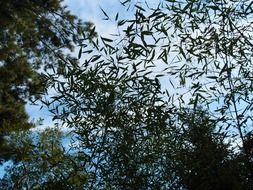 sky bamboo forest