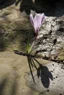 splendiferous crocus blossom