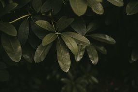 Green Leaves Of The Plants In Nature